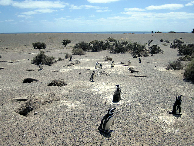 Puerto penguins sea