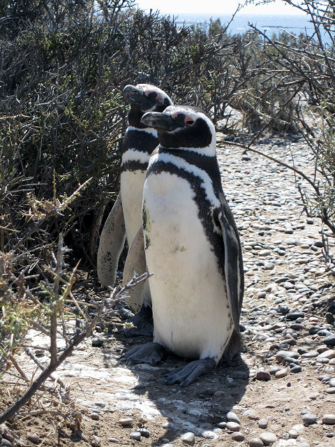 Puerto two penguins