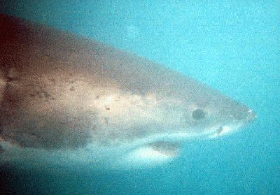 Great White Shark Close Up