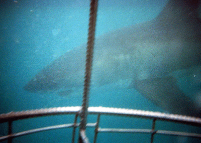 View from Shark cage