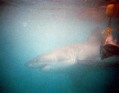 View from Shark Cage