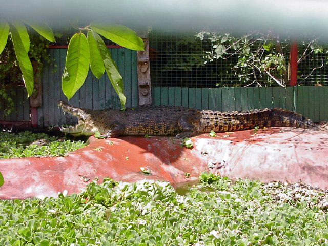 Crocodile sunning itself