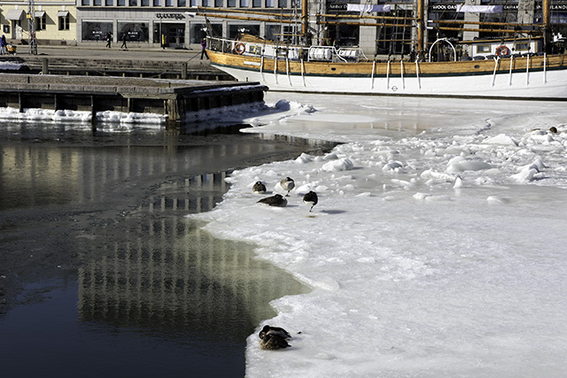 Helsinki_Ducks